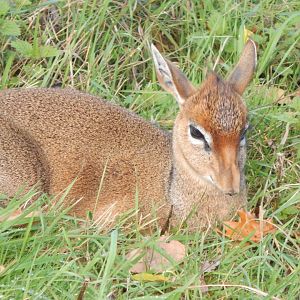 Into Africa - Kirk's dik-dik 121024