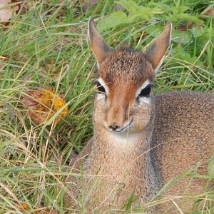 Into Africa - Kirk's dik-dik 121024