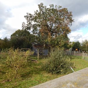 Into Africa - Roloway monkey habitat 121024