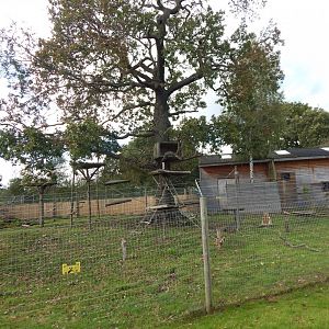 Into Africa - Roloway monkey habitat 121024