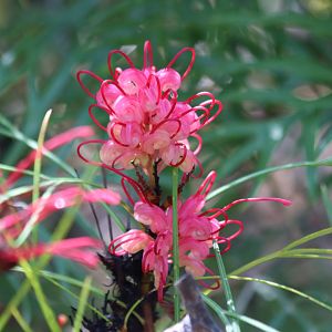Grevillea Flower