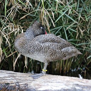 Freckled Duck