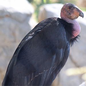 California Condor