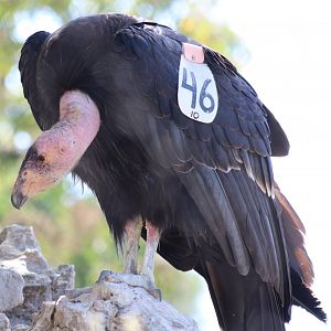 California Condor