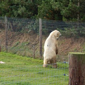 Project Polar habitat - Polar bear 121024