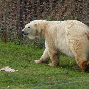Project Polar habitat - Polar bear 121024