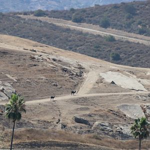 Nile Lechwe and Scimitar-horned Oryx in the Distant