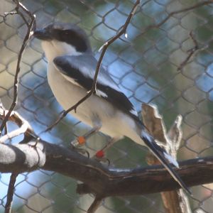 San Clemente Loggerhead Shrike