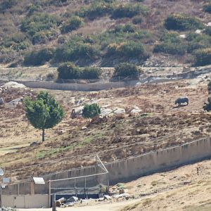 Distant Indian Rhino