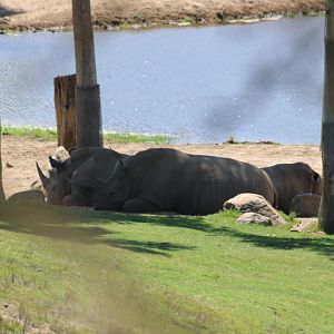 White Rhinos