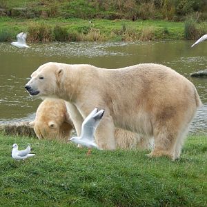 Project Polar habitat - Polar bears 121024