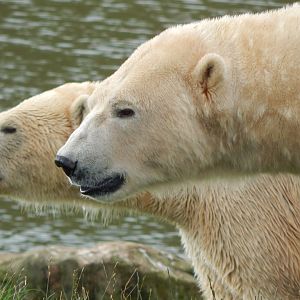 Project Polar habitat - Polar bears 121024
