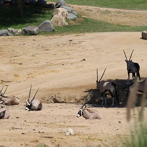 Gemsbok