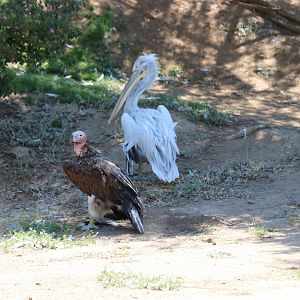 Lappet-faced Vulture and Dalmatian Pelican
