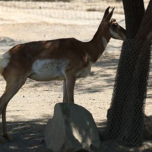 Peninsular Pronghorn