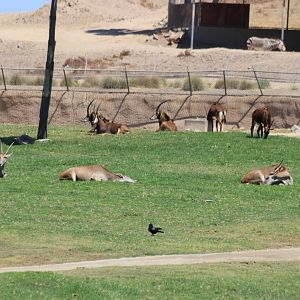 Sable Antelope and Eland