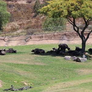 Cape Buffalo Herd