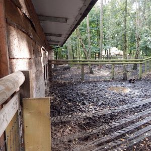 Woodland Trail - Visayan warty pigs habitat 121024