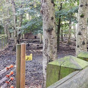 Woodland Trail - Visayan warty pigs habitat 121024