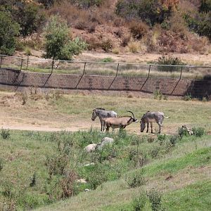 Roan Antelope, Grevy's Zebras and White Rhinos