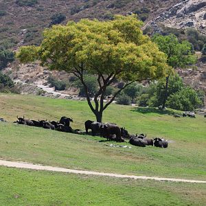 Cape Buffalo Herd with Backdrop View