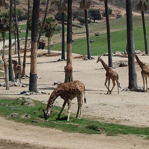 Giraffe Herd and General View of African Plains