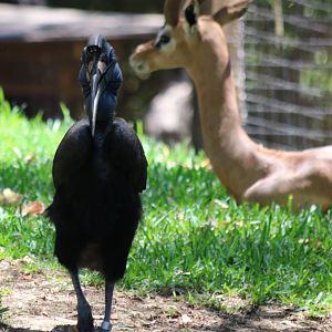 Abyssinian Ground Hornbill and Gerenuk