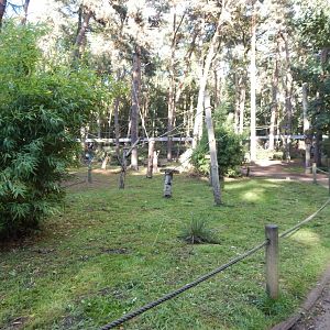 Woodland Trail - Lemur Woods 121024