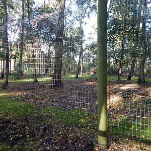 Woodland Trail - African hunting dog habitat 121024