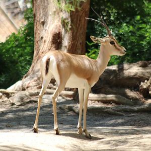 Slender-horned Gazelle