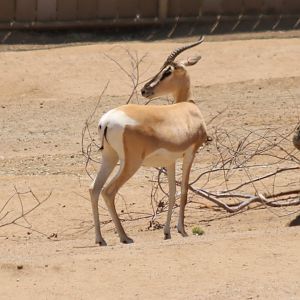 Nubian Soemmerring's Gazelle