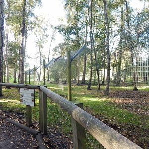 Woodland Trail - African hunting dog habitat 121024