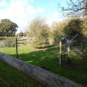 Woodland Trail - African hunting dog habitat 121024