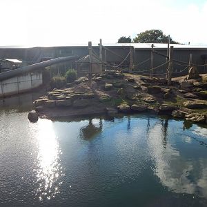 Western baboon habitat 121024