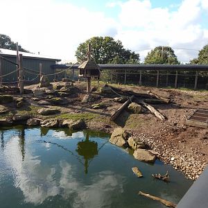 Western baboon habitat 121024