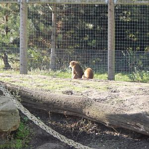 Western baboon habitat 121024