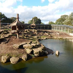 Western baboon habitat 121024