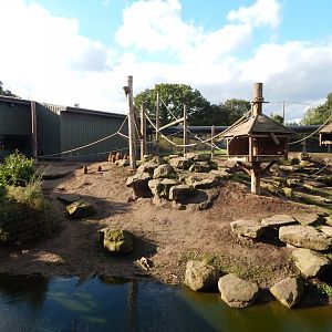 Western baboon habitat 121024