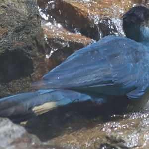 Great Blue Turaco