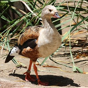 Orinoco Goose