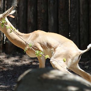 Addra Gazelle - in the Nairobi Walk Area