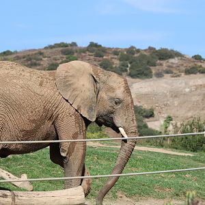 African Elephant and View