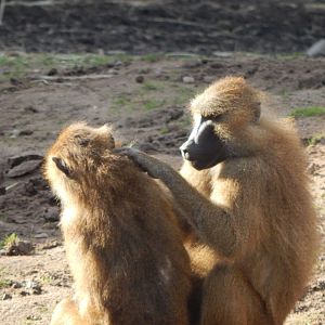Western baboons 121024