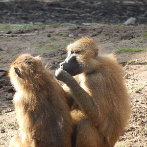 Western baboons 121024