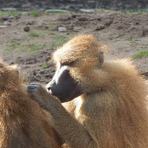 Western baboons 121024
