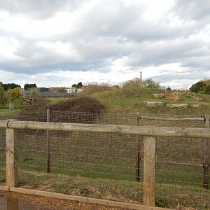 Lion habitat 121024