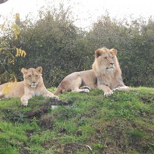 Lions 121024