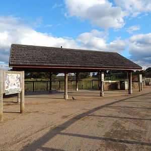 Into Africa - Mixed habitat viewing area 121024