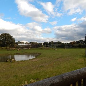 Into Africa - Mixed habitat 121024