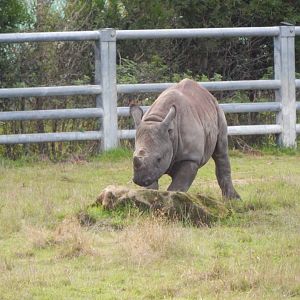 Into Africa - Eastern black rhinoceros juvenile 121024